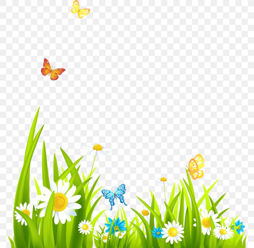Clip Art, PNG, 772x800px, Royaltyfree, Daisy, Drawing, Flora, Flower Download Free