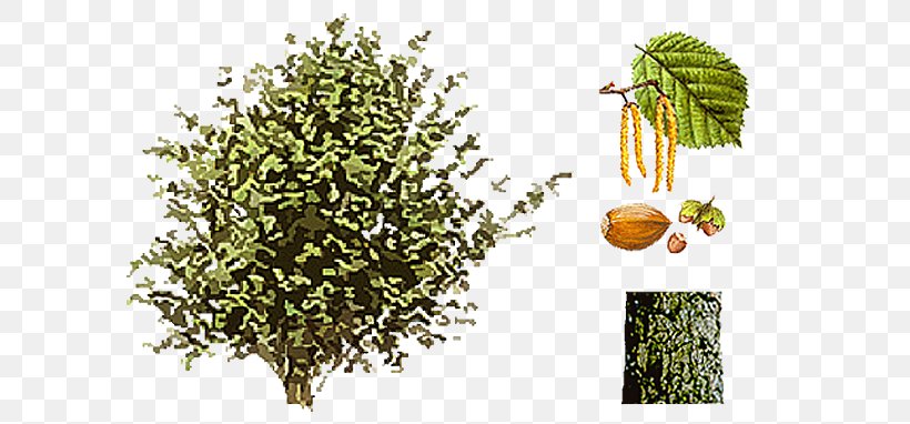 Common Hazel Shrub Hazelnut Seed Catkin, PNG, 700x382px, Common Hazel, Alder, Branch, Catkin, Evergreen Download Free