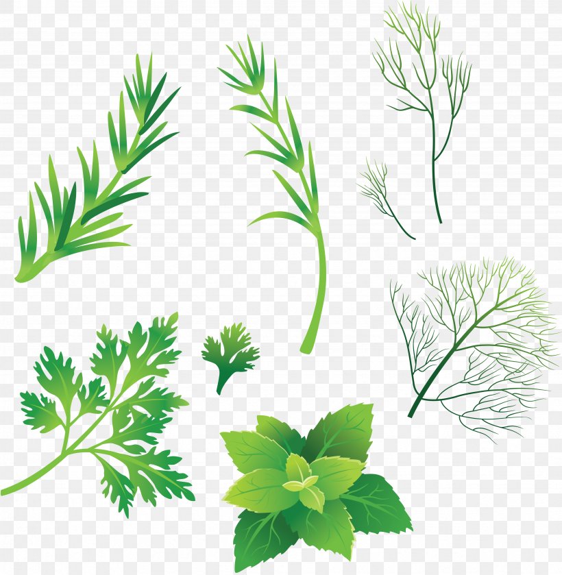 Drawing Herb Download Clip Art, PNG, 4695x4807px, Drawing, Branch, Flower, Flowering Plant, Grass Download Free