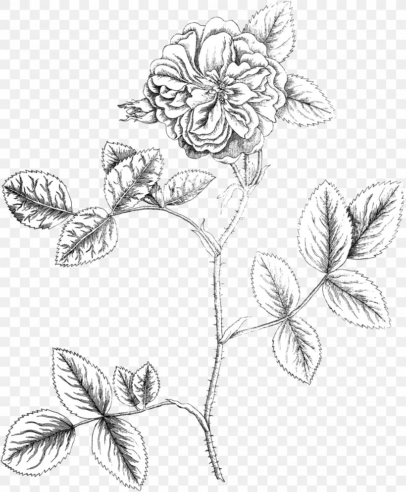 Floral Design Botany Botanical Illustration Flower, PNG, 1980x2400px, Floral Design, Art, Artwork, Black And White, Botanical Illustration Download Free