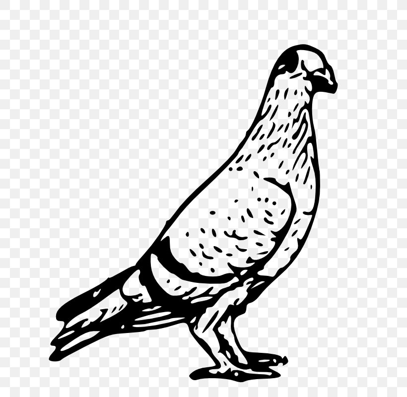 Homing Pigeon Columbidae Bird Release Dove Clip Art, PNG, 740x800px, Homing Pigeon, Art, Beak, Bird, Black And White Download Free