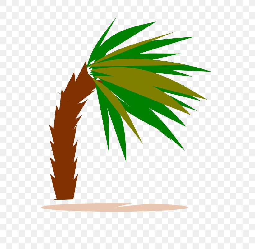 Palm Trees Clip Art Image Rhynchophorus Ferrugineus, PNG, 566x800px, Palm Trees, Arecales, Branch, Chamaerops, Coconut Download Free