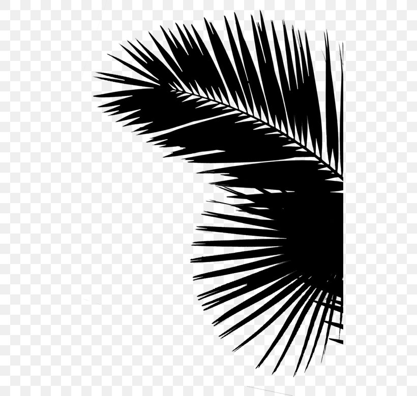 Palm Trees Leaf (Black & White) 0 Graphics Share, PNG, 531x780px, 2018, Palm Trees, Arecales, Black, Blackandwhite Download Free