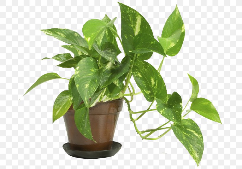 Popular Houseplants Indoor Plants Devil's Ivy, PNG, 714x572px, Indoor Plants, Basil, Epipremnum, Evergreen, Flowerpot Download Free