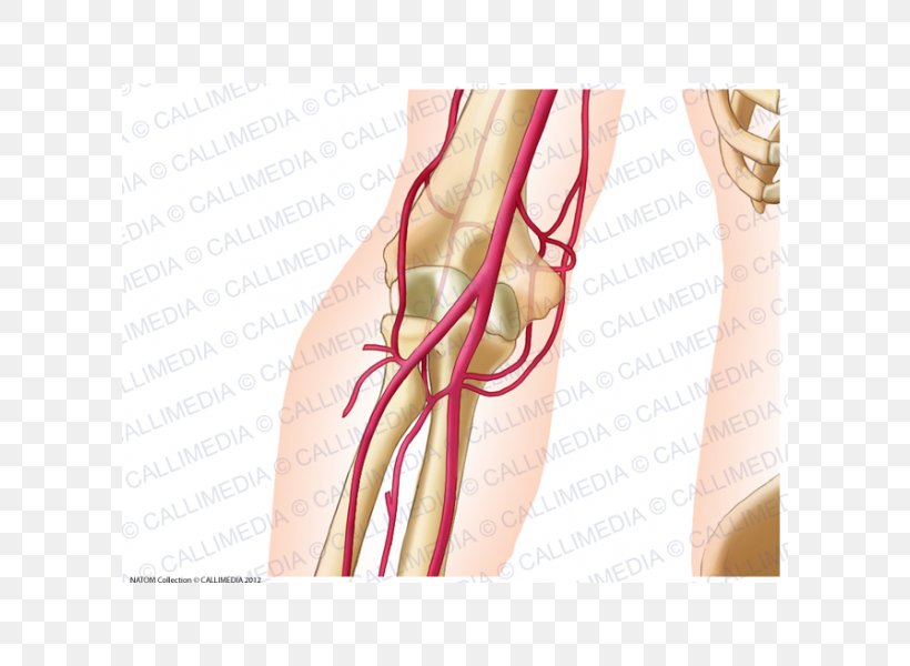 Elbow Ulnar Artery Anatomy Radial Artery, PNG, 600x600px, Watercolor, Cartoon, Flower, Frame, Heart Download Free