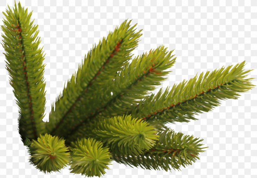 Fraser Fir Christmas Spruce New Year Tree Pre-lit Tree, PNG, 1280x891px, Fraser Fir, Artificial Christmas Tree, Christmas, Christmas Lights Etc, Conifer Download Free