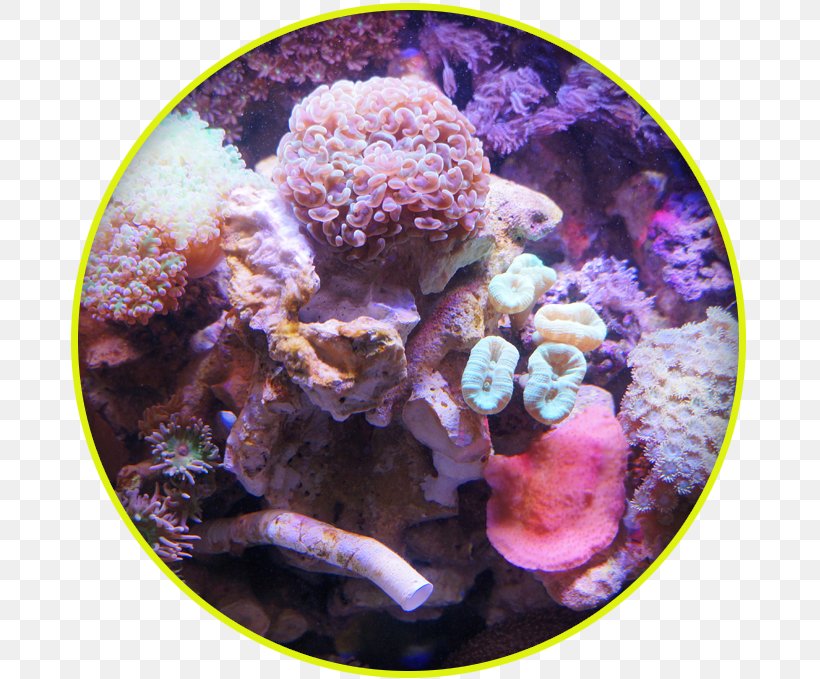 Scleractinia Coral Reef Fish Sea Anemone, PNG, 679x679px, Scleractinia, Aquaculture, Aquarium, Biology, Cnidaria Download Free