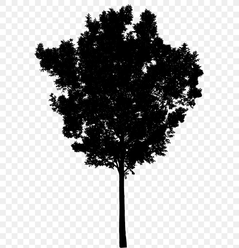 Silhouette Leaf Sky Branching, PNG, 600x851px, Silhouette, Blackandwhite, Branch, Branching, Deciduous Download Free