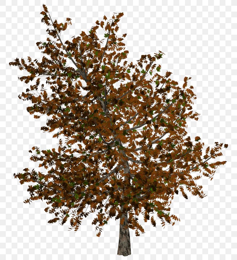 Tree Clip Art, PNG, 792x900px, Tree, Autumn, Branch, Information, Photography Download Free