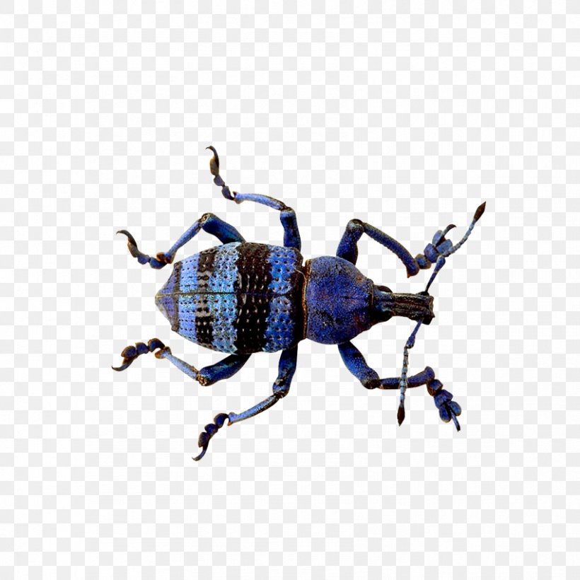 Beetle, PNG, 851x851px, Beetle, Arthropod, Display Resolution, Elephant Beetle, Fauna Download Free