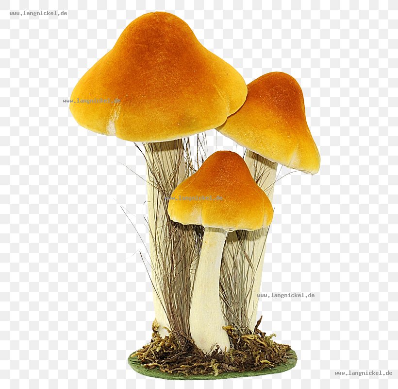 Fungus Edible Mushroom Yellow Orange Centimeter, PNG, 800x800px, Fungus, Article, Autumn, Centimeter, Edible Mushroom Download Free