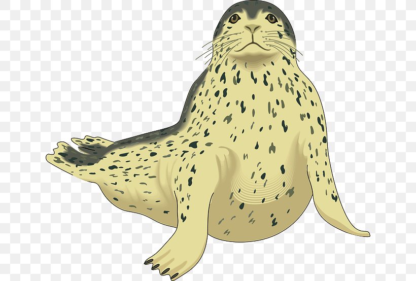 Leopard Seal Elephant Seal Harp Seal Clip Art, PNG, 640x554px, Leopard, Amphibian, Carnivoran, Drawing, Earless Seal Download Free