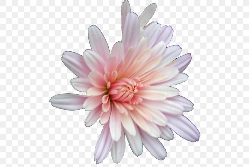 Chrysanthemum Marguerite Daisy Daisy Family Transvaal Daisy Aster, PNG, 500x550px, Chrysanthemum, Argyranthemum, Aster, Chrysanths, Cut Flowers Download Free
