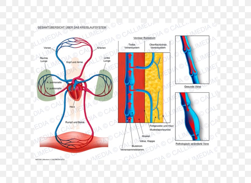 Circulatory System Human Anatomy Physiology Human Body, PNG, 600x600px, Watercolor, Cartoon, Flower, Frame, Heart Download Free