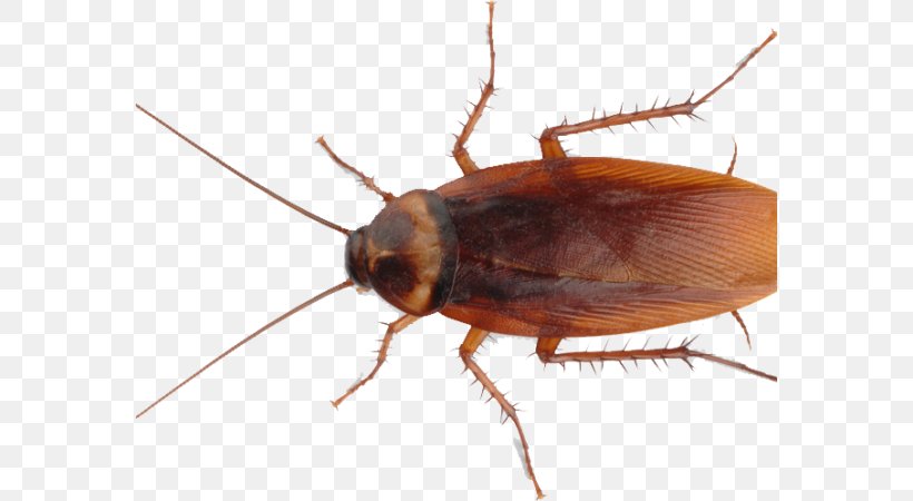 Cockroach Insect Pest Control Mosquito Roach Bait, PNG, 576x450px, Cockroach, American Cockroach, Ant, Arthropod, Beetle Download Free