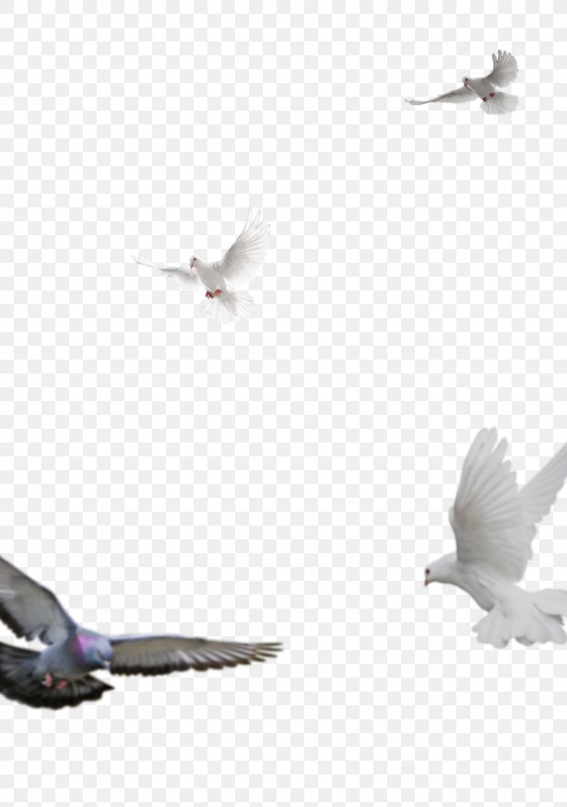 Columbidae Feather Domestic Pigeon Beak Stock, PNG, 1124x1600px, Columbidae, Beak, Bird, Columbiformes, Domestic Pigeon Download Free