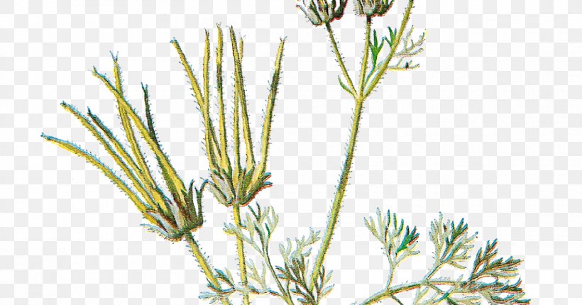 Familiar Wild Flowers Sweet Cicely, PNG, 1200x630px, Familiar Wild Flowers, Alamy, Branch, Chervil, Color Download Free