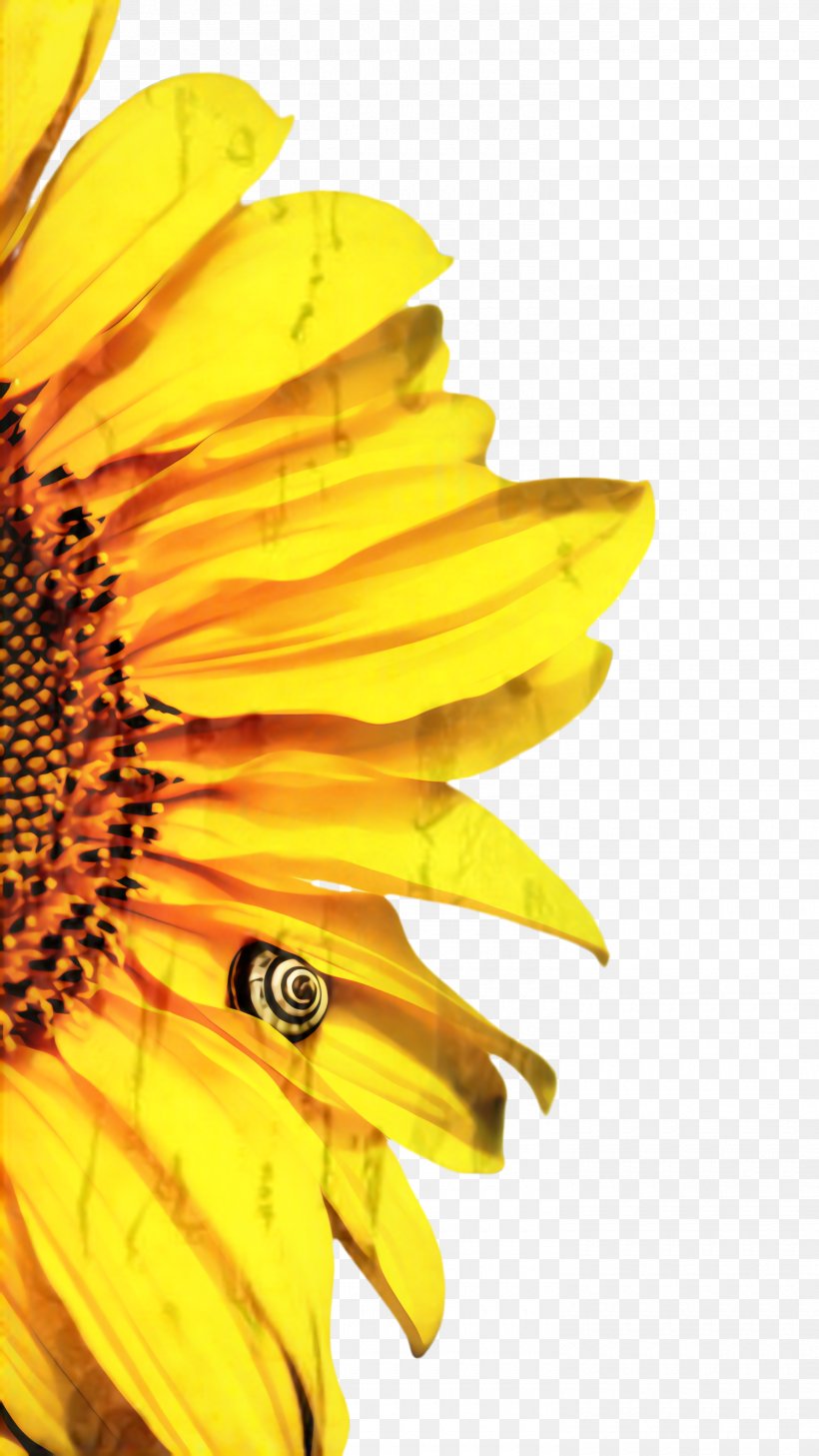 Flowers Background, PNG, 1500x2667px, Sunflower, Asterales, Bloom, Closeup, Common Sunflower Download Free