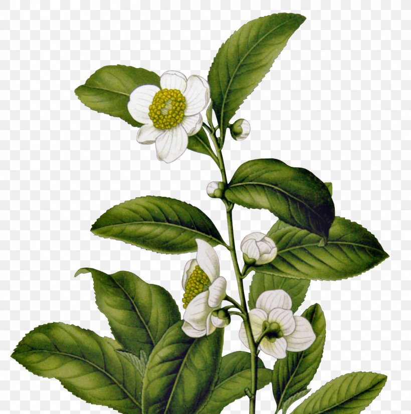 Green Tea Camellia Sinensis Tetley History Of Tea In India, PNG, 1138x1148px, Tea, Branch, Camellia Sinensis, Dilmah, Drink Download Free