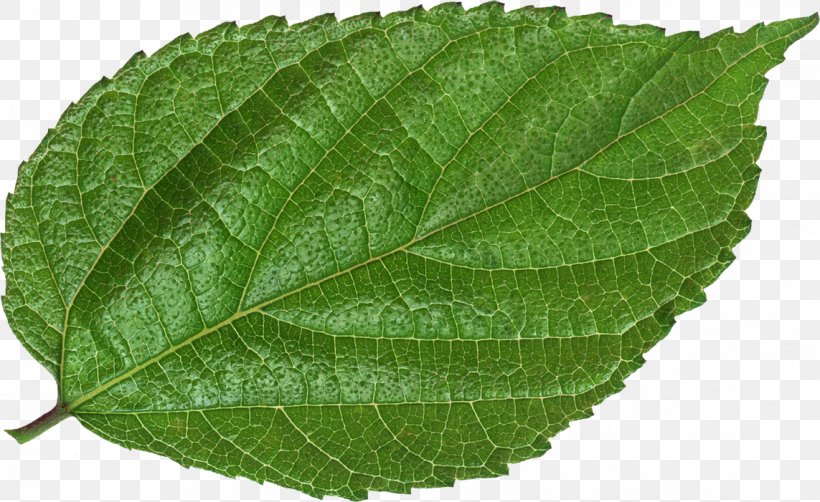 Leaf Green Image Photography Vector Graphics, PNG, 1143x701px, Leaf, Bladnerv, Depositphotos, Elm Family, Green Download Free