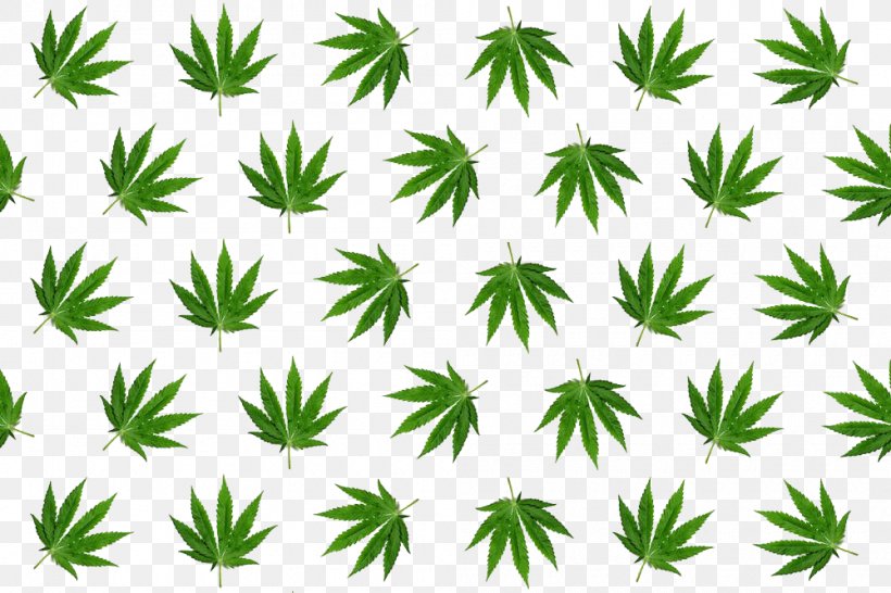 Leaf Hemp Stock Photography Cannabis, PNG, 1000x666px, Leaf, Cannabis, Grass, Hemp, Plant Download Free
