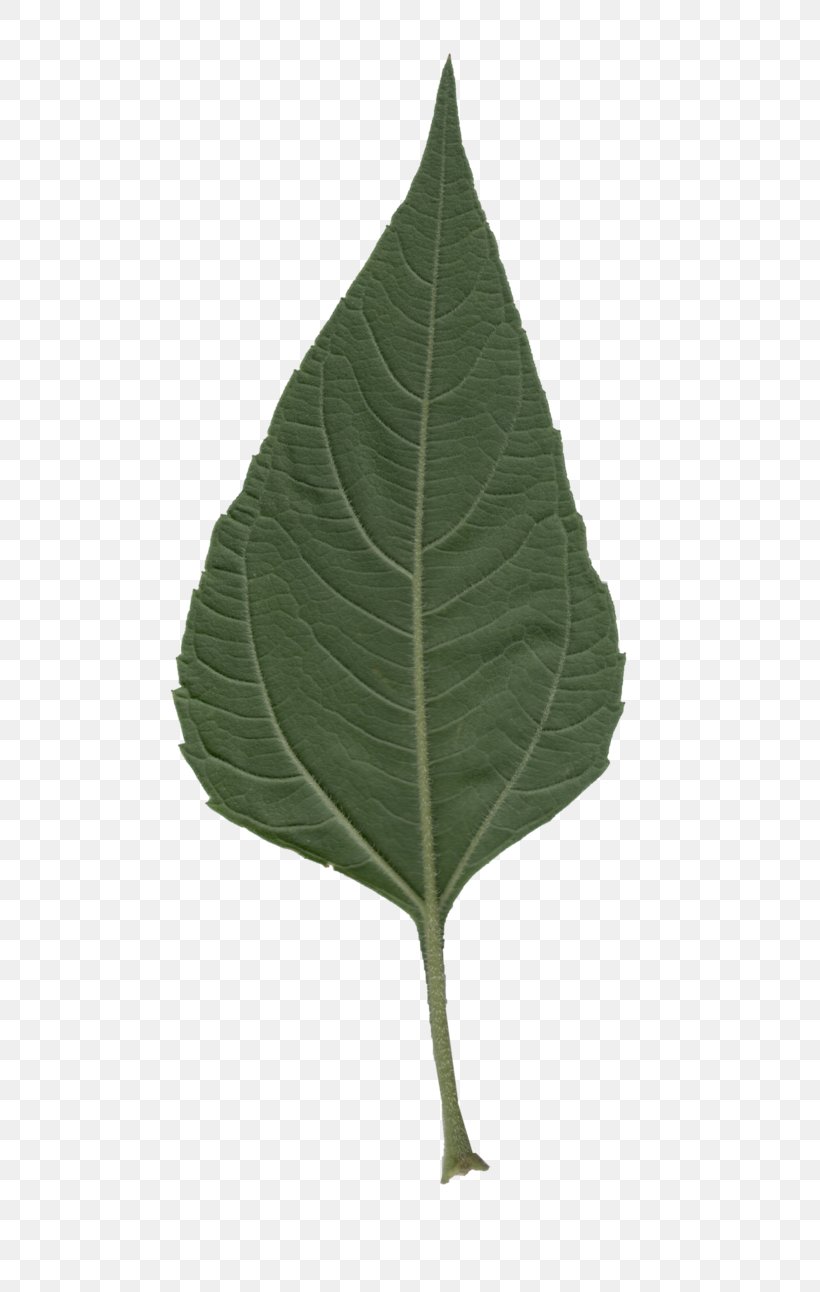 Leaf, PNG, 618x1292px, Leaf, Plant Download Free
