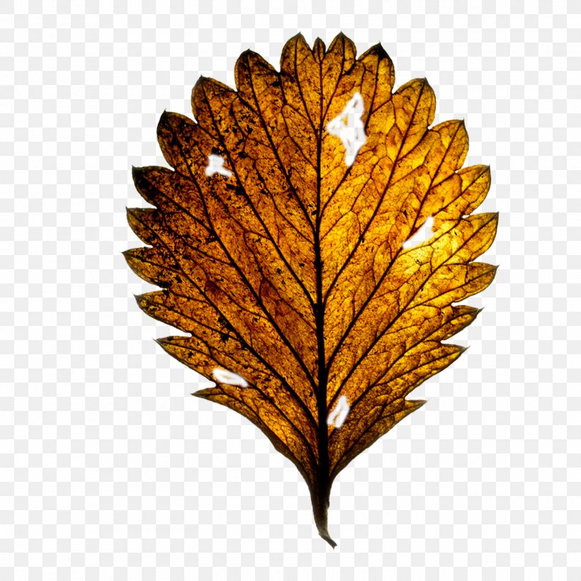 Royalty-free Clip Art, PNG, 1500x1500px, Royaltyfree, Drawing, Leaf, Photography, Snowflake Download Free