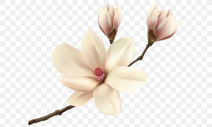 Southern Magnolia Magnolia Fraseri Clip Art, PNG, 600x492px, Southern Magnolia, Blossom, Branch, Cut Flowers, Flower Download Free