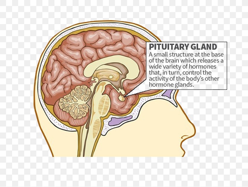 The Pituitary Gland Endocrine Gland Anterior Pituitary, PNG, 798x621px, Watercolor, Cartoon, Flower, Frame, Heart Download Free