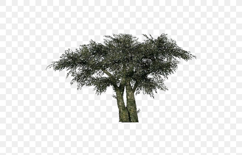 Tree Olive Computer Software Project Three-dimensional Space, PNG, 750x527px, Tree, Architectural Engineering, Branch, Computer Software, Dwg Download Free