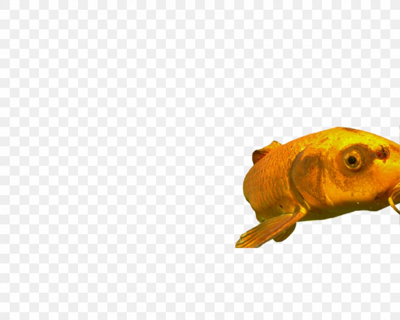 Goldfish Feeder Fish, PNG, 1800x1440px, Goldfish, Bony Fish, Fauna, Feeder Fish, Fish Download Free