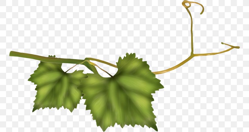 Grape Twig Plant Stem Leaf Line, PNG, 760x435px, Grape, Branch, Flowering Plant, Fruit, Grape Leaves Download Free