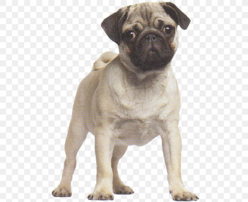 Pug French Bulldog Puppy Shar Pei, PNG, 500x670px, Pug, Breed, Bulldog, Carnivoran, Companion Dog Download Free