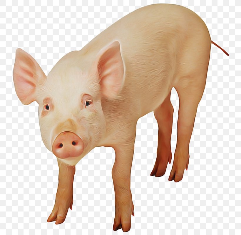 Veganism Carnism Pig Dierenbescherming Animal, PNG, 758x800px, Veganism, Animal, Animal Figure, Boar, Carnism Download Free
