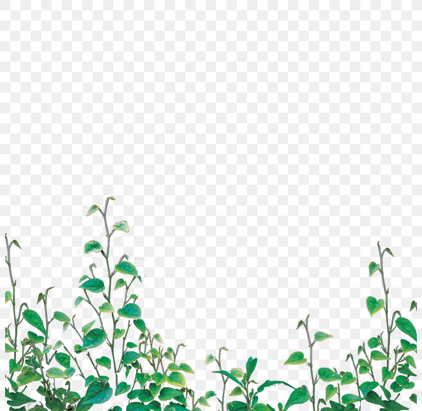 Vine, PNG, 800x800px, Vine, Grass, Green, Leaf, Plant Download Free