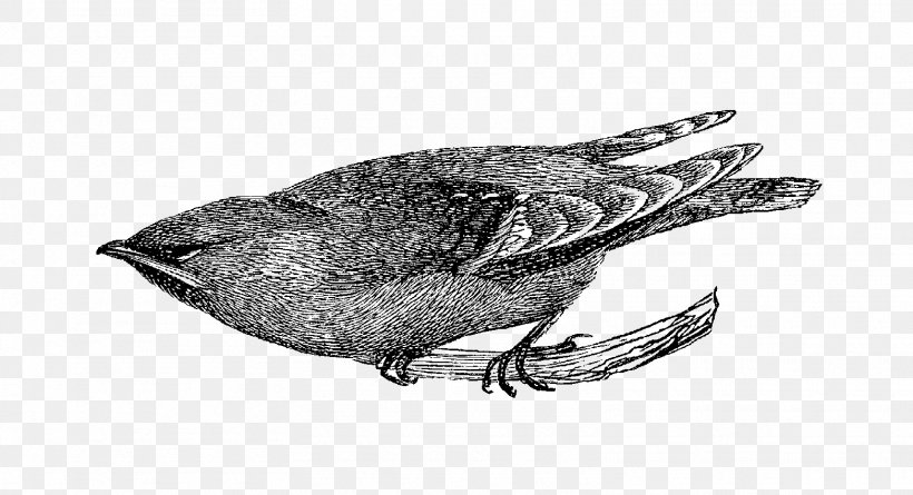 Bird Digital Scrapbooking Clip Art, PNG, 1565x850px, Bird, Anatidae, Animal, Beak, Black And White Download Free