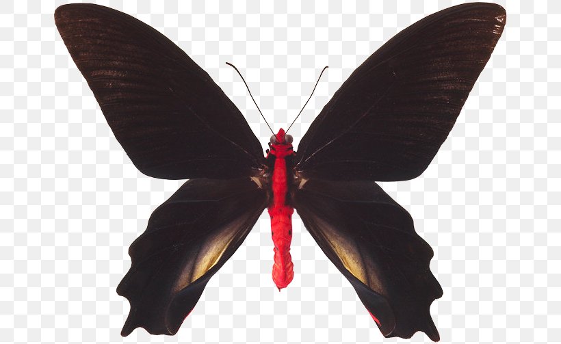 Butterfly Nymphalidae Insect Red-bodied Swallowtail Atrophaneura Semperi, PNG, 667x503px, Butterfly, Arthropod, Atrophaneura Semperi, Brush Footed Butterfly, Butterflies And Moths Download Free