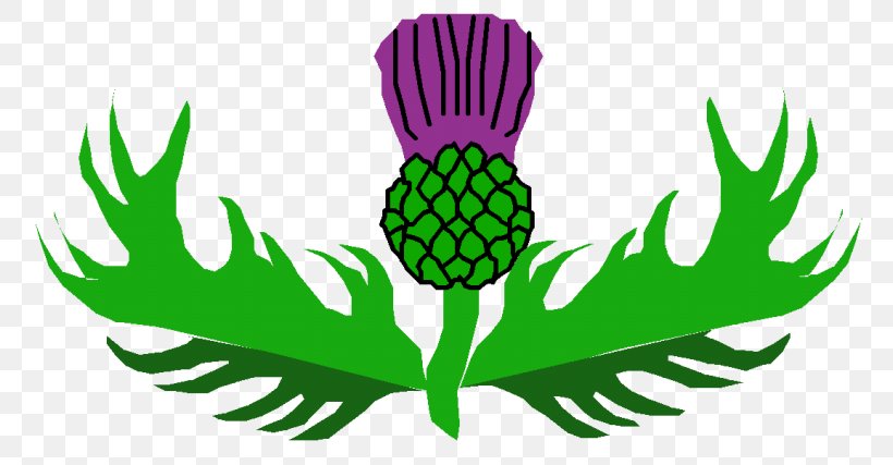 Clip Art Thistle Openclipart Scotland Vector Graphics, PNG, 800x427px, Thistle, Creeping Thistle, Diagram, Drawing, Flower Download Free