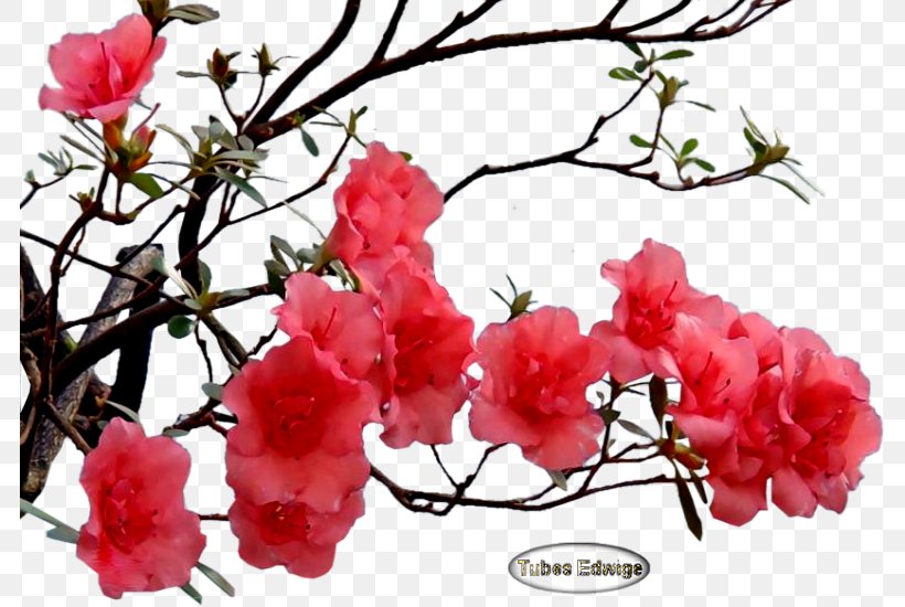 Flower Petal Earth Life Sphere, PNG, 784x550px, Flower, Azalea, Blossom, Branch, Cherry Blossom Download Free