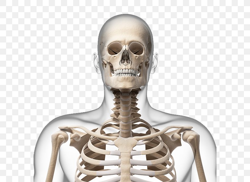 Human Skeleton Neck Bone Skull, PNG, 700x600px, Watercolor, Cartoon, Flower, Frame, Heart Download Free