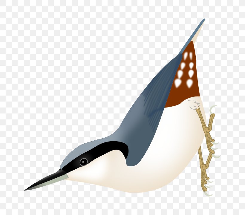 Bird Eurasian Nuthatch Passerine Beak, PNG, 685x720px, Bird, Beak, Beautiful Nuthatch, Drawing, Encyclopedia Download Free