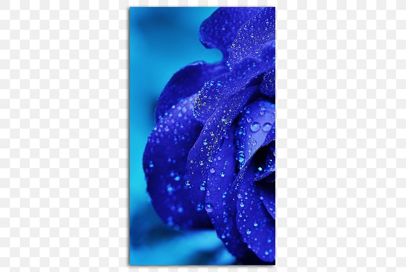 IPhone X Rose Desktop Wallpaper Flower High-definition Television, PNG,  485x550px, 4k Resolution, Iphone X, Blue,