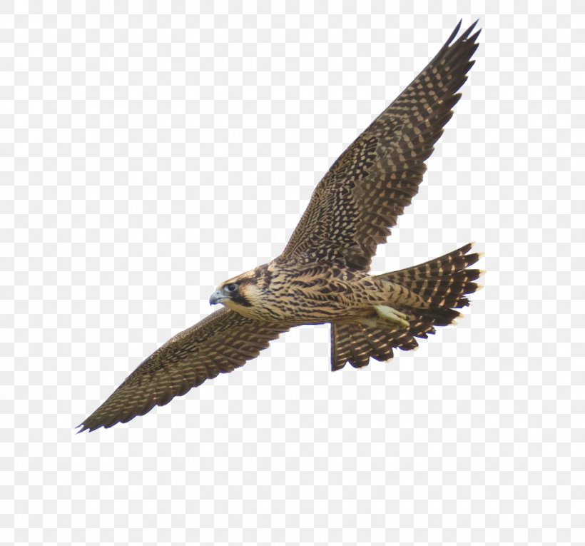 Peregrine Falcon Png 925x864px Bird Accipitriformes