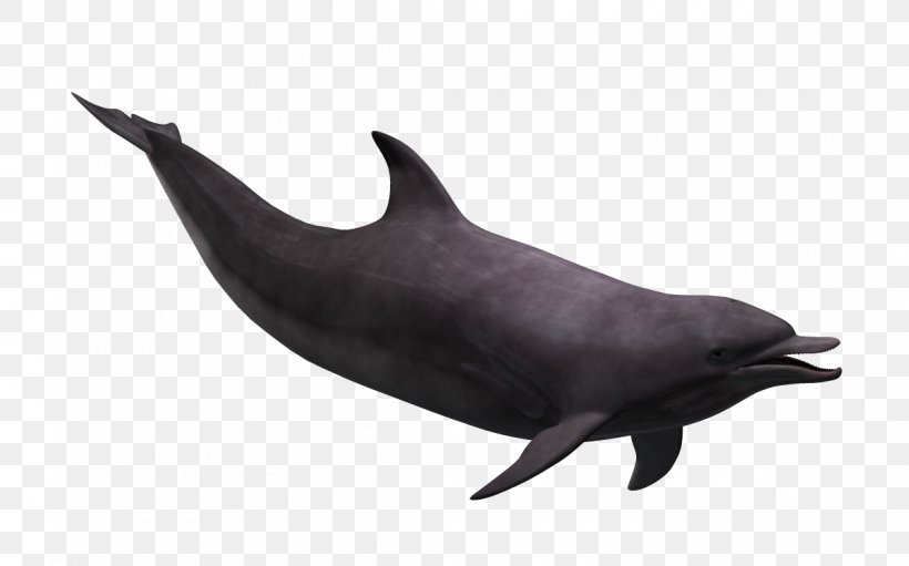 Tucuxi Wholphin Rough-toothed Dolphin Common Bottlenose Dolphin White-beaked Dolphin, PNG, 1200x749px, 3d Computer Graphics, Tucuxi, Cartoon, Common Bottlenose Dolphin, Dolphin Download Free