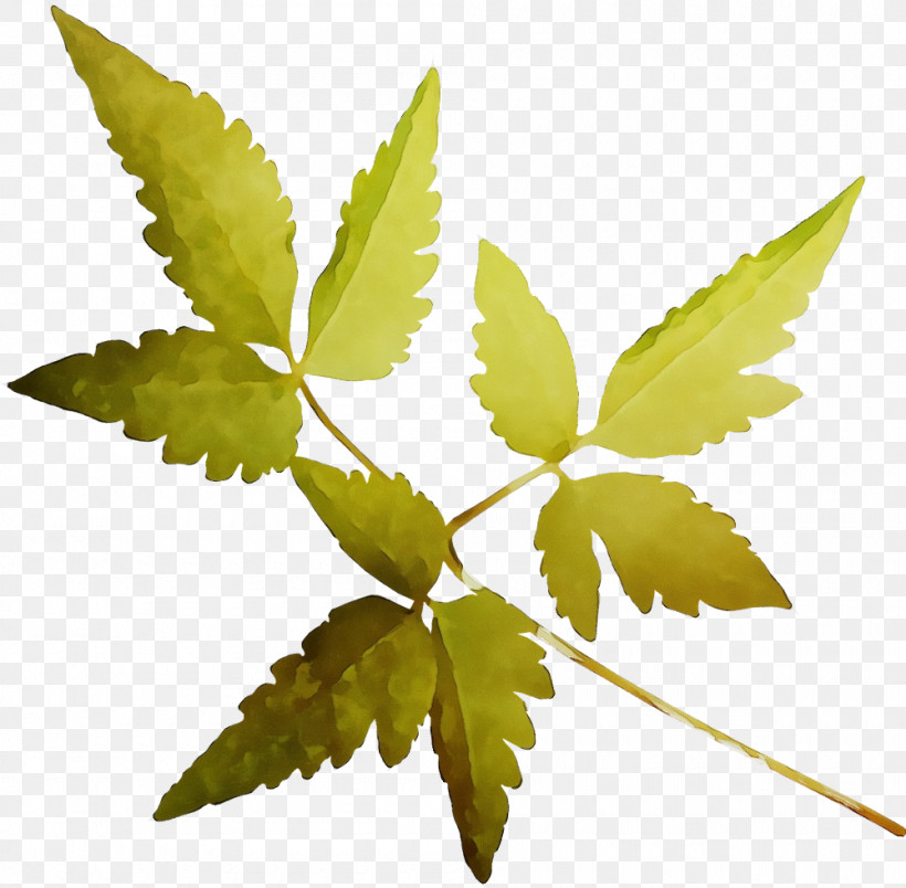 Twig Plant Stem Leaf Plants Plant Structure, PNG, 1000x981px, Watercolor, Biology, Leaf, Paint, Plant Stem Download Free
