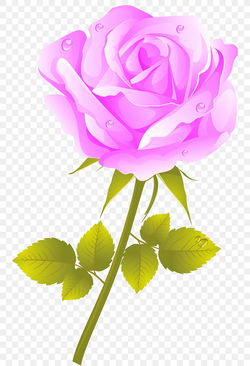 Garden Roses Cabbage Rose Flower Garden, PNG, 741x1200px, Garden Roses, Beach Rose, Bud, Cabbage Rose, Cut Flowers Download Free