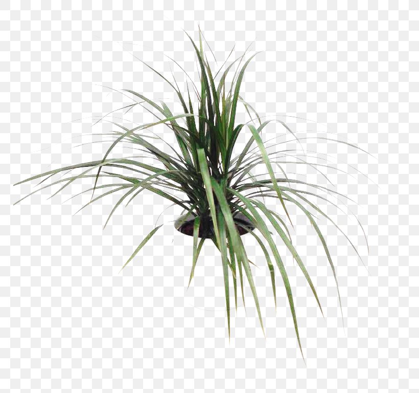 Sweet Grass Plant Stem Tree Grasses, PNG, 768x768px, Sweet Grass, Evergreen, Grass, Grass Family, Grasses Download Free