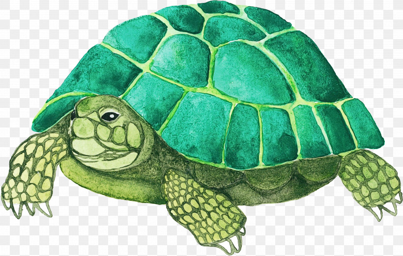 Tortoise Sea Turtle Turtle Green Pond Turtle, PNG, 3653x2328px, Watercolor, Animal Figure, Box Turtle, Green, Green Sea Turtle Download Free