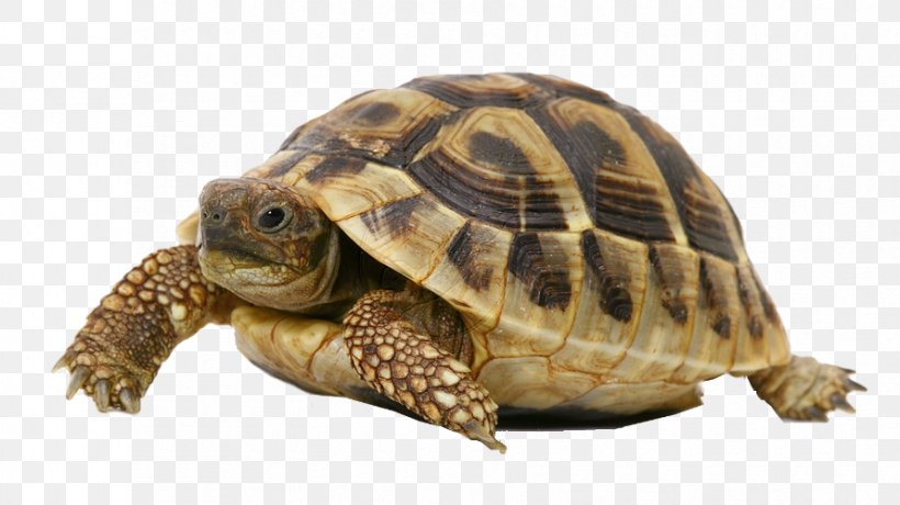 Turtle Shell Reptile Russian Tortoise Pet, PNG, 890x500px, Turtle, Animal, Box Turtle, Cage, Chelydridae Download Free