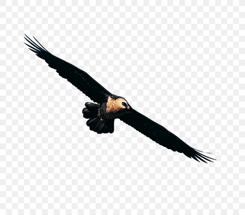 Bird Taiyuan Illustration, PNG, 720x720px, Bird, Accipitriformes, Beak, Bird Of Prey, Business Download Free